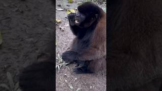 Common Woolly Monkeys youtube4animal travel4monkey monkey wildlife animals animal monkeys [upl. by Aurelius529]