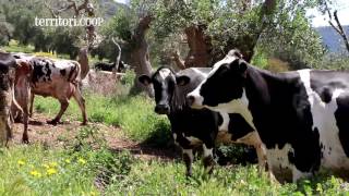 Formaggio Don Carlo una bandiera di Puglia nel mondo [upl. by Elleinaj799]