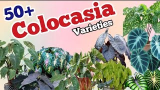 50 Colocasia varieties  colocasia Identification Pinkish Paradise [upl. by Alleoj]