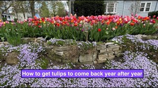 How to get tulips to come back year after year [upl. by Seitz]