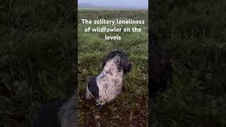 Wildfowling on the Somerset levels duckshooting duckhunters wildfowling [upl. by Bond]