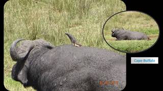 Wildlife at Keekorok resort Kenya [upl. by Enelrad]