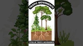 Tropic Movements in Plants Explained  Types amp Examples 🌱 [upl. by Aihseken]