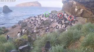 TawakiCam  Erectcrested penguins in Anchorage Bay Antipodes Island [upl. by Godber]