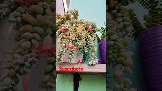 Cotyledon Pendens lleno de flores youtubeshorts suscribete [upl. by Nevi]