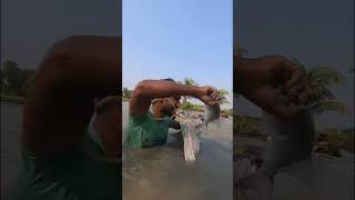 Catching Big Catla Fish By Polo shorts [upl. by Hsan954]