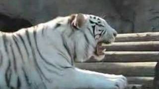 White Tiger Growls [upl. by Pavel]