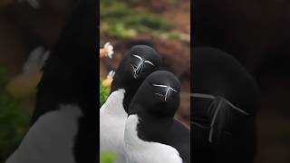 A brief introduction to the 😃Razorbill😭horts youtubeshorts animals [upl. by Sabas827]