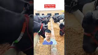 rangrezz Dairy Farm for sale [upl. by Anyk]