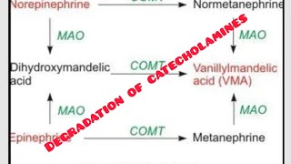 degradation of catecholamines biochem second year [upl. by Ntsyrk280]