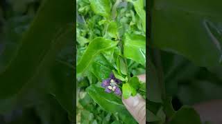 Wolfberry leaves quick soup music love edm trending cooking [upl. by Hacker]