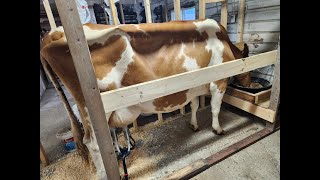 FIRST FEW DAYS WITH COWS Building a stanchion Figuring out the feed Milking Farmhouse cooking [upl. by Ilram477]