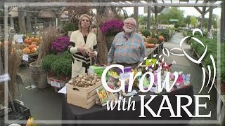 Grow with KARE Tulips that come back [upl. by Clemmy]