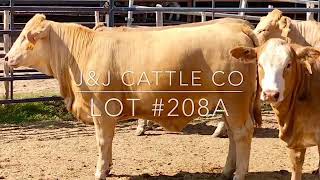 JampJ Cattle CoLot 208A Charolais And Simmental Cross Heifers [upl. by Asiaj]