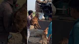 Finally gharpe nikal gaye bina dudh ki gaiye cow gircrosscowmilk minivlog farming milkingcow [upl. by Christoforo]