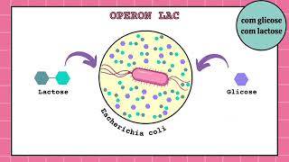 Operon Lac um mecanismo clássico de regulação gênica [upl. by Naehs]