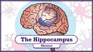 Memory and the Hippocampus [upl. by Nash]