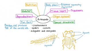 Kingdom Animalia Invertebrates Explained [upl. by Yllop328]