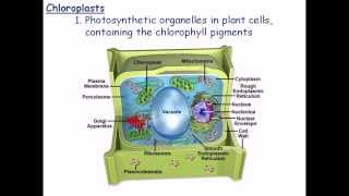 Eukaryotic Cell  Introduction  Hindi  Biology [upl. by Hollington977]