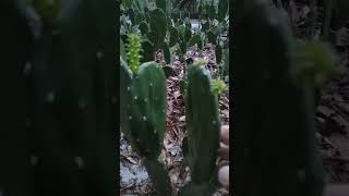 Cây tai thỏ nopal ko gai bị chuột cắnchứng tỏ chuột ăn được thì người ăn được [upl. by Posner652]