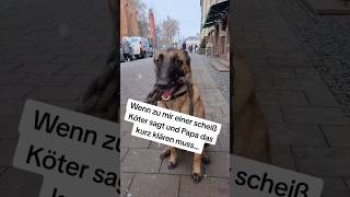 Wenn zu mir einer Scheiss Köter sagt shorts hund hunde [upl. by Jud126]