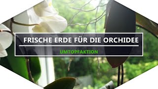 Frische Erde für die ORCHIDEE  Umtopfaktion [upl. by Gabler]