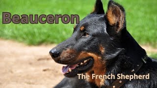 Beauceron The French Shepherd Dog You Need to Know [upl. by Kcireddor]