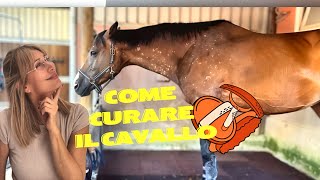 COME PULIRE IL CAVALLO  VLOG IN MANEGGIO 🐴 [upl. by Sandry341]