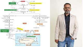 Gluconeogenesis  Definition Pathway Significance And Regulation  Carbohydrate Metabolism [upl. by Conant]