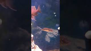 African Cichlids Fish Hut of New Jersey New additions [upl. by Nueormahc]