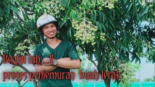 BEGINI LAH PROSES PENJEMURAN BUAH LERAKTHIS IS HOW WE DRIED THE SAPINDUS FRUIT [upl. by Itsa]