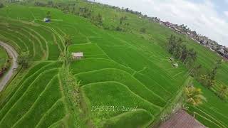 Jatiluwih Rice Terraces Tabanan Bali Indonesia  Diatone Roma L3 DJI O3 [upl. by Abekam]