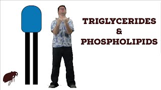 Triglycerides amp Phospholpids [upl. by Emilio]