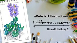 Botanical IllustrationsEichhornia crassipesKamath Hashtag [upl. by Anihcak]