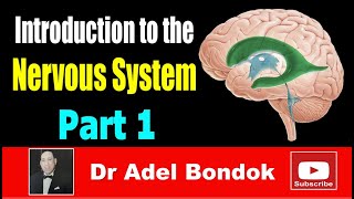 Introduction to the Nervous System Part 1 Dr Adel Bondok [upl. by Arihk]