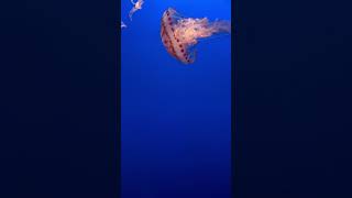 Amazing under water creature at Monterey bay aquarium [upl. by Sitnik881]