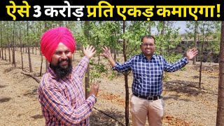 किसान ऐसे 3 करोड़ कमाएगा चंदन की खेती सेChandan Tree FarmingSandalwood in india [upl. by Falcone]