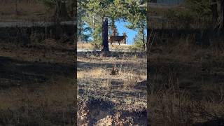 Big mule buck roaming in front of our house muledeer archery hunting buck [upl. by Horwitz]