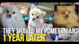 PUPDATE They Shaved my Pomeranians  1 Year Later [upl. by Yzzik]