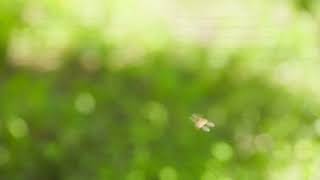 defocused green background with honey bees swarming and flying around [upl. by Anayhd599]