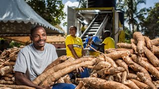 From Cassava Farming to Millionaire The Inspiring Story of KIDI  How I made 300k farming Cassava [upl. by Dawson]