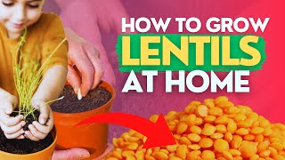 HOW TO GROW LENTILS AT HOME [upl. by Rosanna]