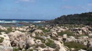 Visit to the Plant Microreserve of Phoenix theophrasti habitat type in Western Crete [upl. by Nitsud]