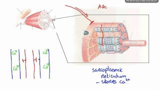 042 How Calcium ion release results in Muscle Contraction [upl. by Glasgo467]