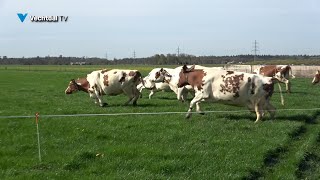 Streekfeest zuivelboerderij de Waard [upl. by Nahamas69]