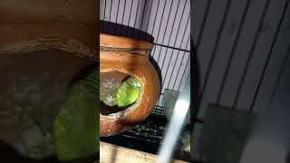 budgies birds my chilli mimi red subscribe [upl. by Jamaal]