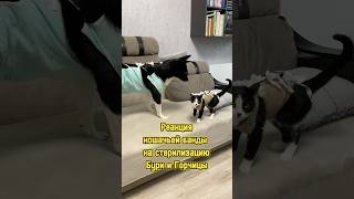 Реакция кошачьей банды на стерилизацию Бури и Горчицы 🙀 питомцы котики собака стерилизация кот [upl. by Notxap179]