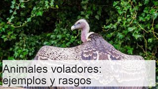 40 ANIMALES AÉREOS  Ejemplos y Características Con FOTOS [upl. by Adara584]