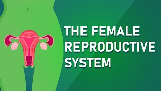 Understanding The Female Reproductive System [upl. by Grenville]