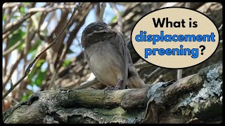 What is DISPLACEMENT PREENING [upl. by Attenreb5]